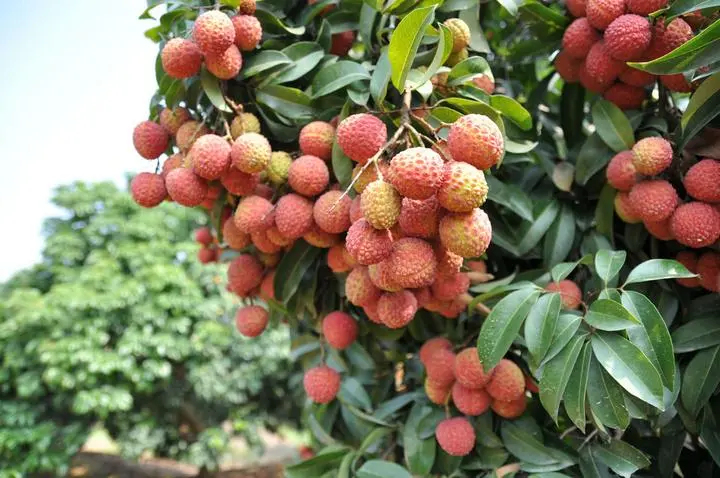 高州市桂味荔枝 黑叶荔枝 妃子笑茂名高州特产新鲜现摘批发零食