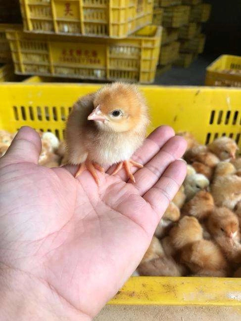枣庄蛋鸡苗 华裕海兰褐