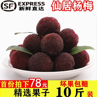 洪江市托口杨梅 杨梅货源充足，绿色果品，现摘现卖
