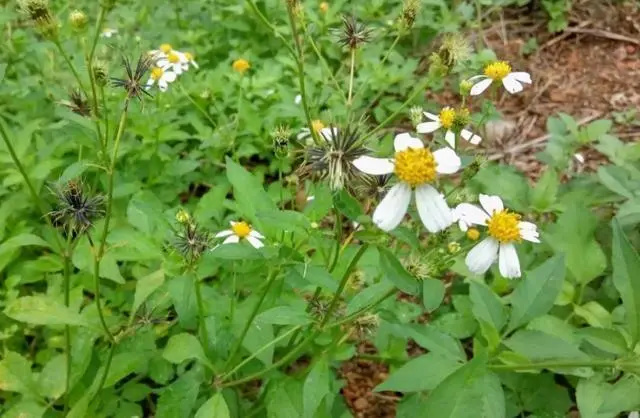 遂溪县鬼针草