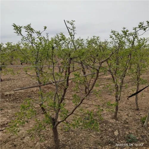 滨州各个级别的冬枣树苗 占地树