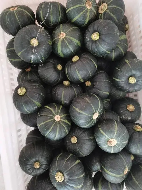 北京贝贝瓜