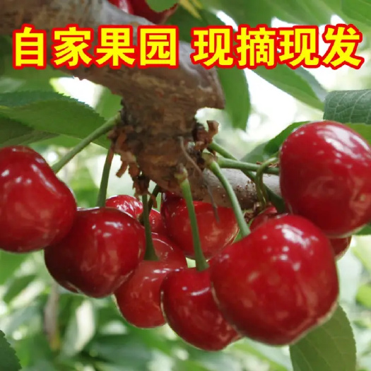 烟台红灯