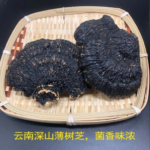 亳州云南纯生薄树芝天然正宗薄树层孔菌整枝黑灵芝薄盖灵芝煲汤泡酒料