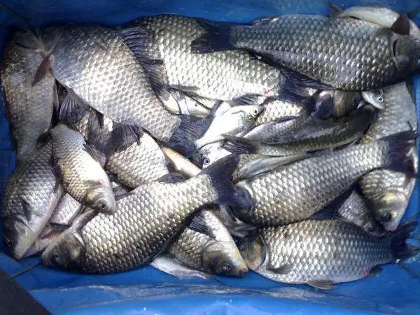 鲫鱼，黄金鲫