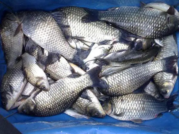 师宗县鲫鱼，黄金鲫