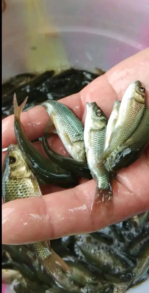 鲤鱼苗