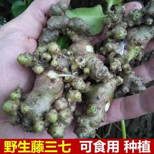 阆中市藤三七