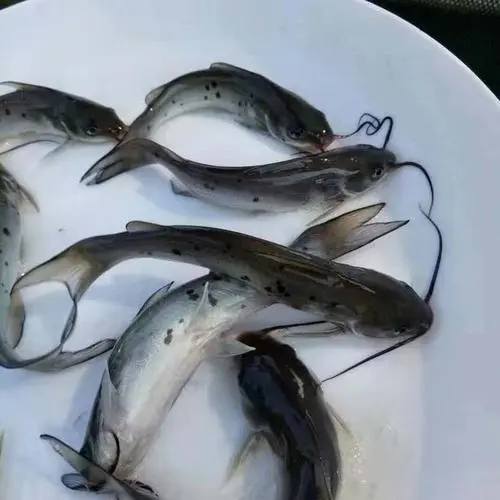 博罗县斑点叉尾鮰鱼苗 叉尾鱼苗 鮰鱼苗 已驯化可喂料 可喂鸡肠内脏