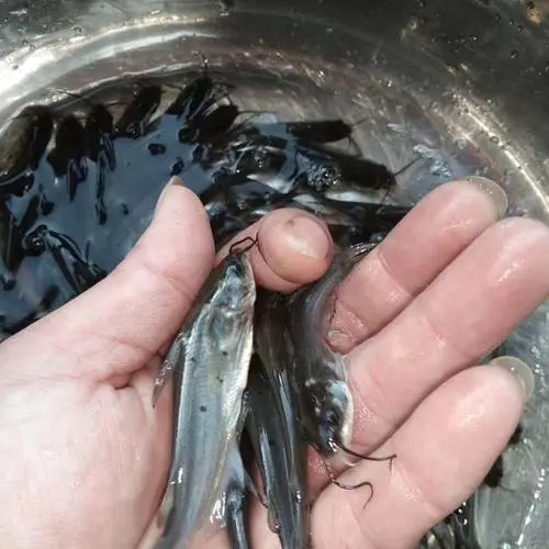 斑点叉尾鮰鱼苗 叉尾鱼苗 鮰鱼苗 已驯化可喂料 可喂鸡肠内脏