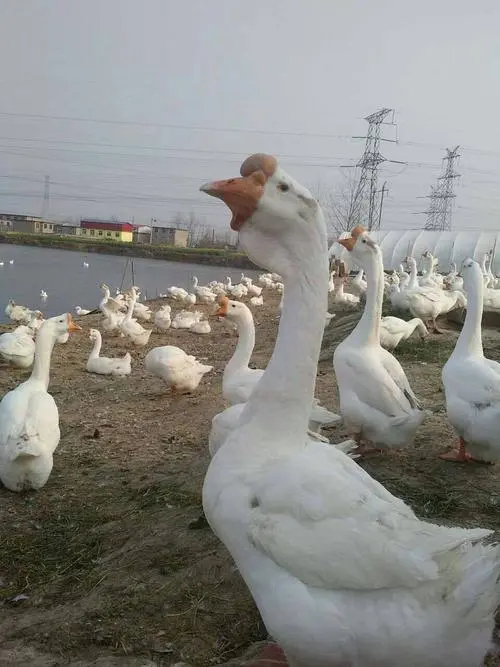 南宁三花鹅苗，品种优良，诚信商家，一级大苗，代办代托运，技术指导