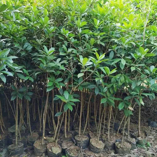 西安大量桂树出售