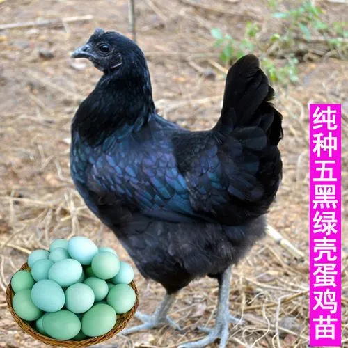 南宁五黑绿壳蛋鸡苗（脱温）