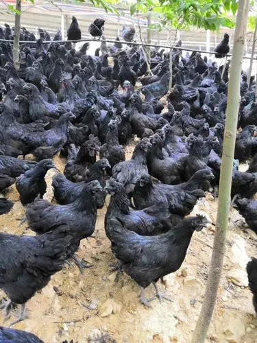 南宁五黑鸡苗，优良品种，诚信商家，常年不停孵。代办托运等等