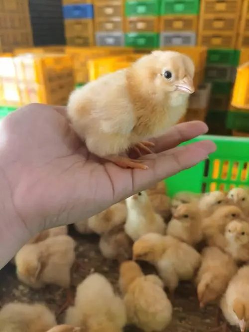 南宁三黄鸡鸡苗批发  厂家直销 大批量批发现货（脱温鸡苗）