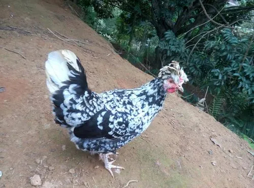 南宁贵妃鸡活体鸡一年生长周期厂家直销大量批发