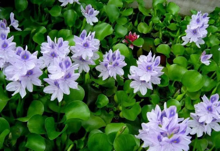 安新县凤眼莲（水葫芦）水培植物园林，养鱼，养虾，鱼缸，池塘造景！