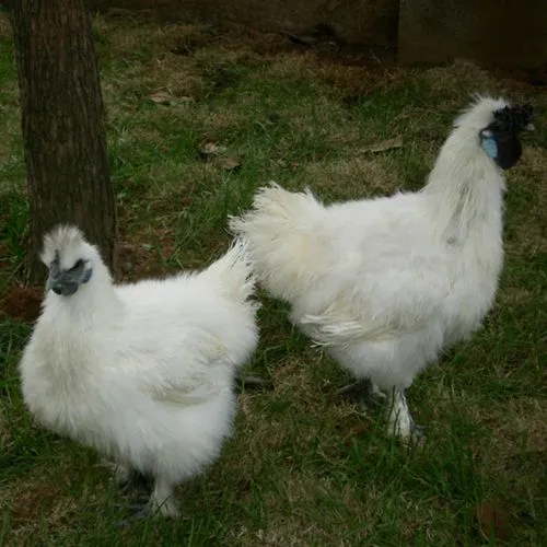 竹丝鸡苗，品种优良，厂家常年供应，代办托运等等！