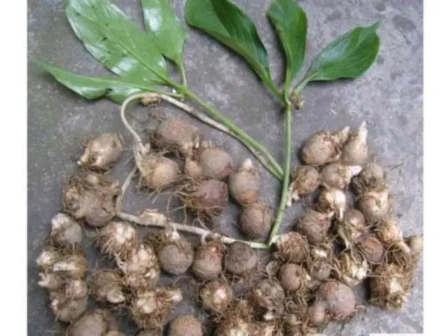 罗平县云南半夏野生鲜货出售