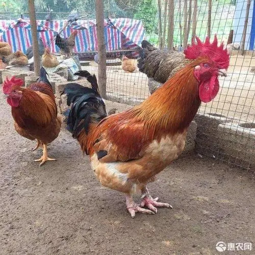 南宁灰羽k9/882鸡苗，品种优良，厂家常年供应，代办托运等