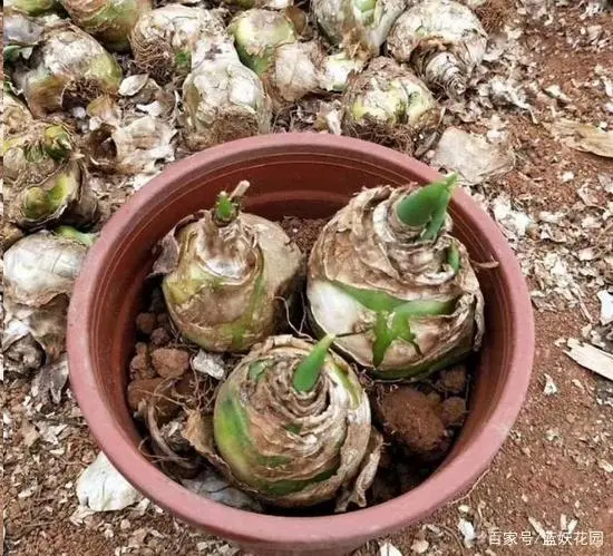 宜良县2.2一个，（伯利恒之星）比较耐寒，也较耐热