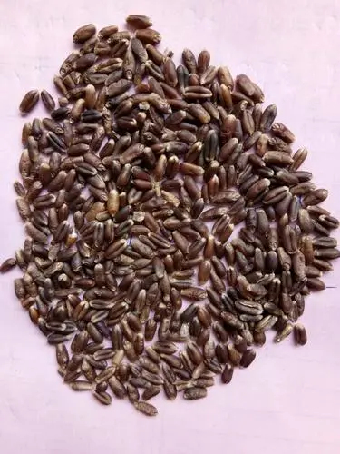 滨州大量优质黑小麦原产地批发
