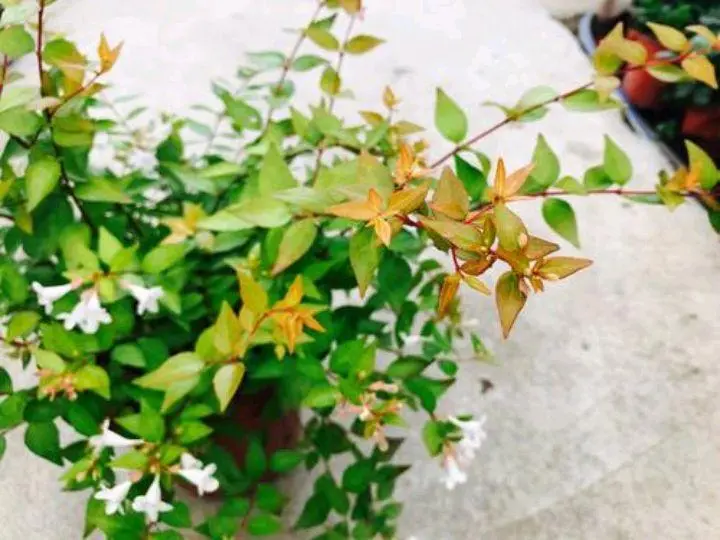 六道木杯苗地苗是园林庭院绿化