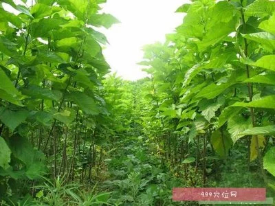 盐边县桑枝切片