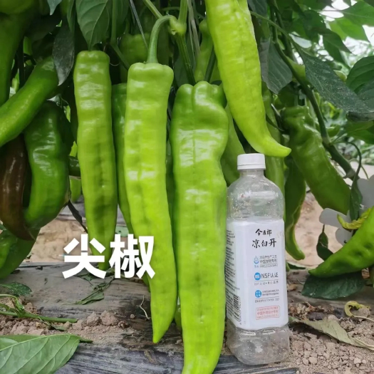 寿光市辣椒苗  尖椒苗子，羊角椒苗子