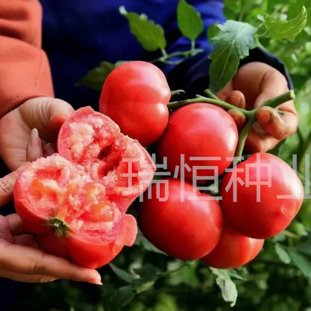 粉果番茄种子  普罗旺斯西红柿种子，皮薄，沙瓤，糖度高