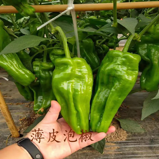 寿光市薄皮椒苗子，薄皮泡椒苗子，辣椒苗子。