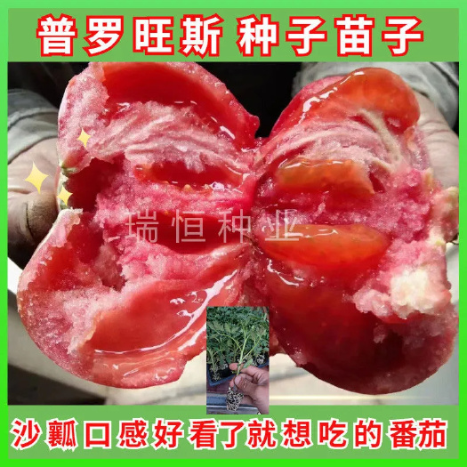 粉果番茄種子  普羅旺斯西紅柿種子，皮薄，沙瓤，糖度高