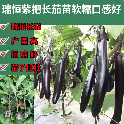 寿光市茄子苗子 紫萼长茄苗子  圆茄苗子紫黑色光滑油亮