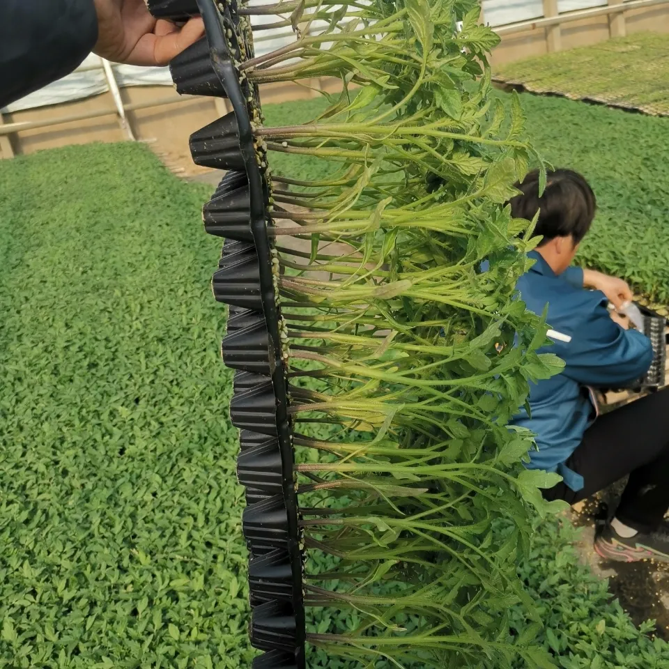 普羅旺斯西紅柿苗，口感好，沙瓤