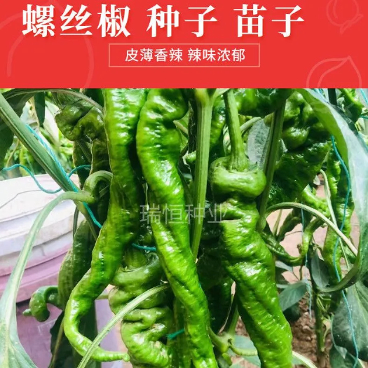 寿光市螺丝辣椒苗  螺丝椒苗，大型螺丝椒