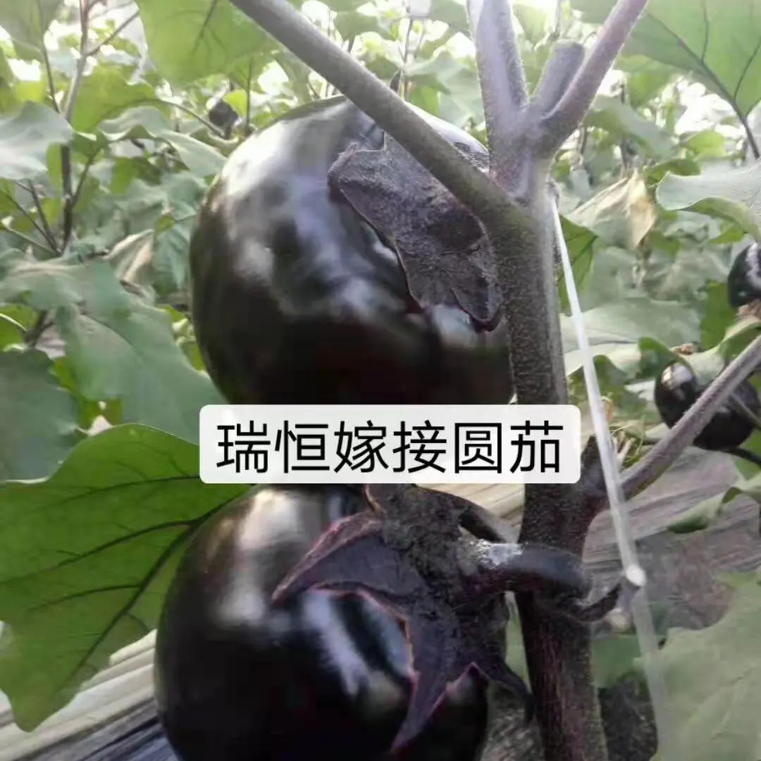茄子苗子 紫萼长茄苗子  圆茄苗子紫黑色光滑油亮