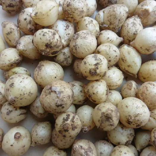 贵阳薤白丶苦蒜丶小根蒜