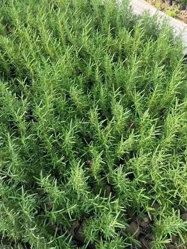 昆明迷迭香