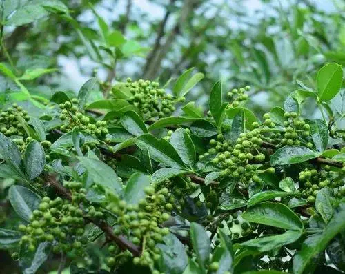 西昌市甩了甩了，今年青花椒价格很亲民。农民伯伯哭笑不得，20多亩地