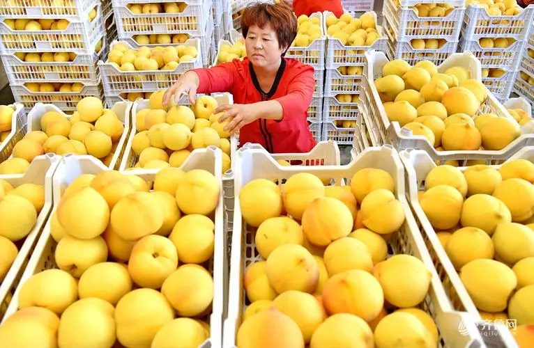 连云港黄金桃