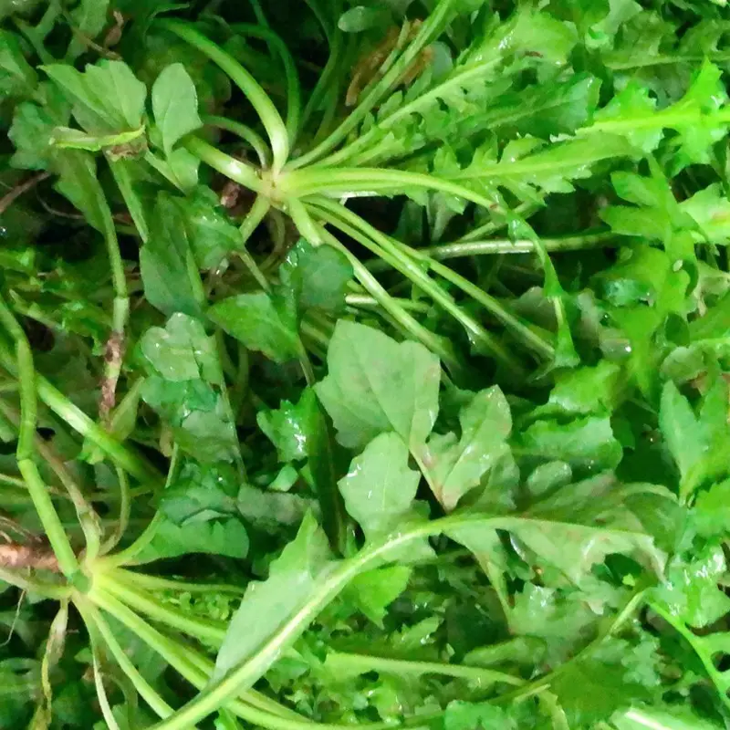 包邮荠菜种子美味营养美味野菜种子荠荠菜种子蒸着吃口感好