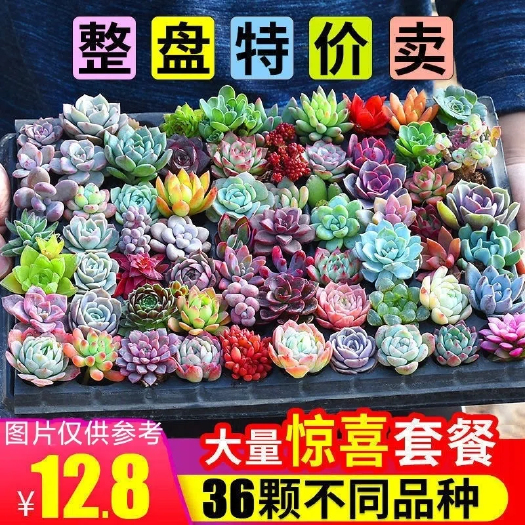 曲周县多肉植物