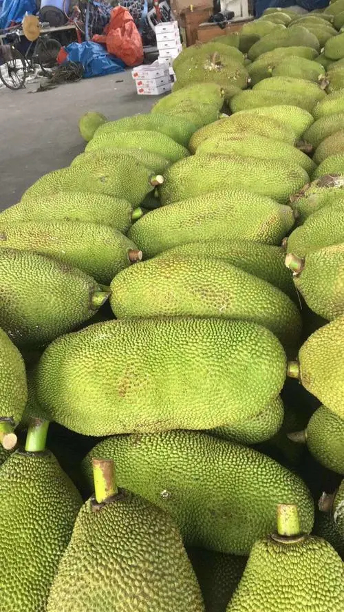 文昌市海南菠萝蜜