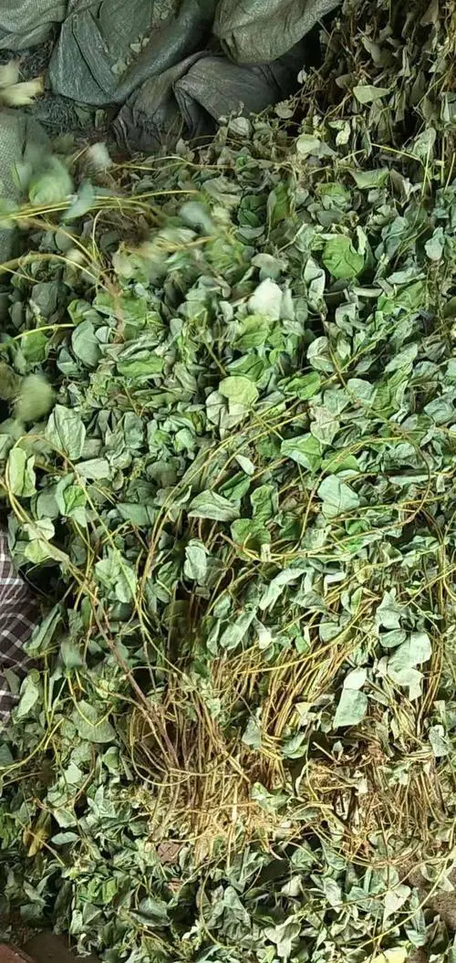 达州金钱草