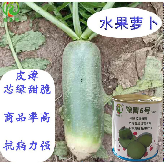 扶沟县豫青6号水果萝卜种子口感好商品性好抗病能力强