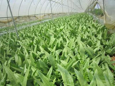邯郸油麦菜