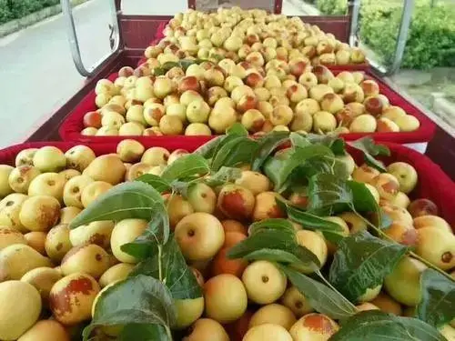 精品大荔冬枣大量上市产地一手货源直供！