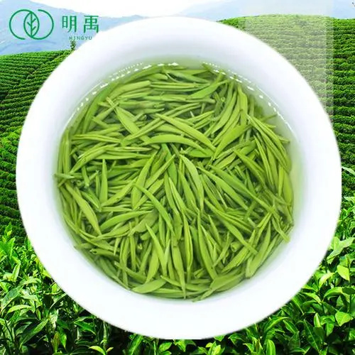 信阳信阳毛尖