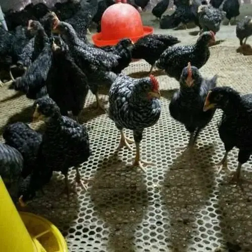 永修县场地直供芦花鸡苗，常年直供优质鸡苗，量大从优，质量保证