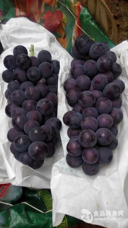 杞县夏黑葡萄
